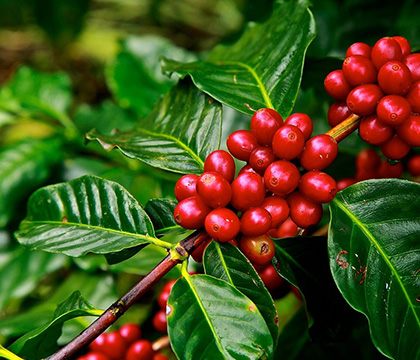 Caffè Best Espresso